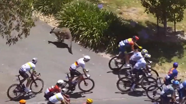 Kängurud põhjustasid suure kukkumise (VIDEOD)