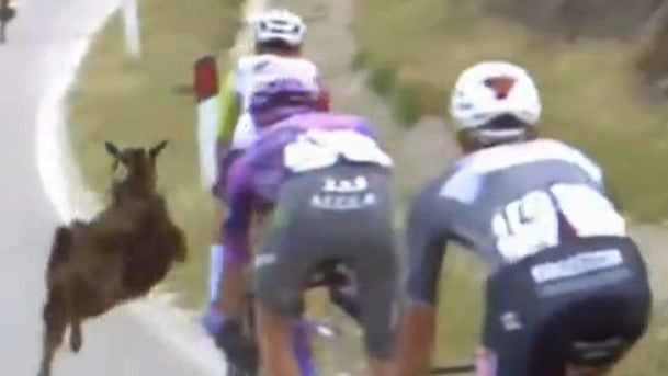 VIDEO: kits hüppas Girol sõidu ajal rattasse